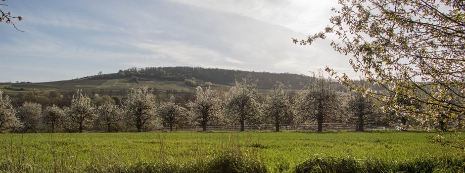 Unterwegs in Rheinhessen – wenn die Obstbäume blühen