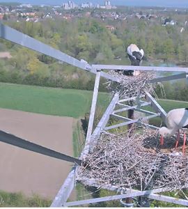 Hier Konnt Ihr Den Mainzer Storch Nachwuchs Live Beobachten