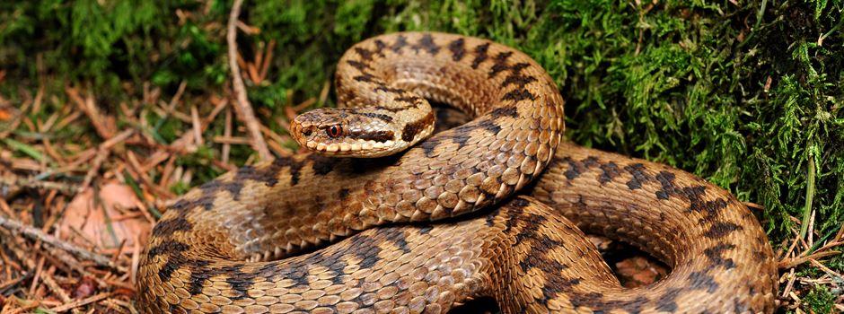 Soltauerin staunt nicht schlecht: Schlangen im Vorgarten