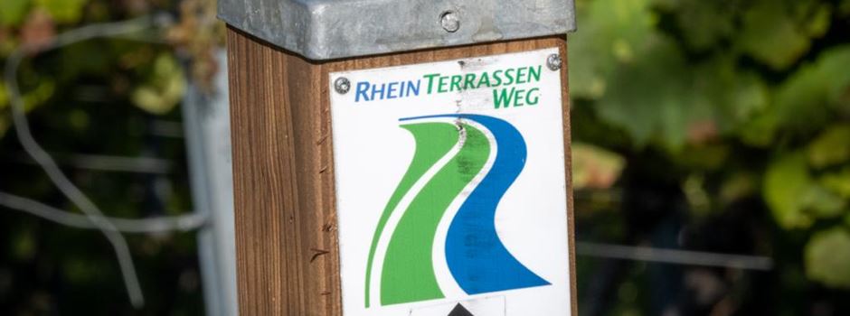 Von Mainz bis Bingen: „RheinTerrassenWeg“ wird verlängert