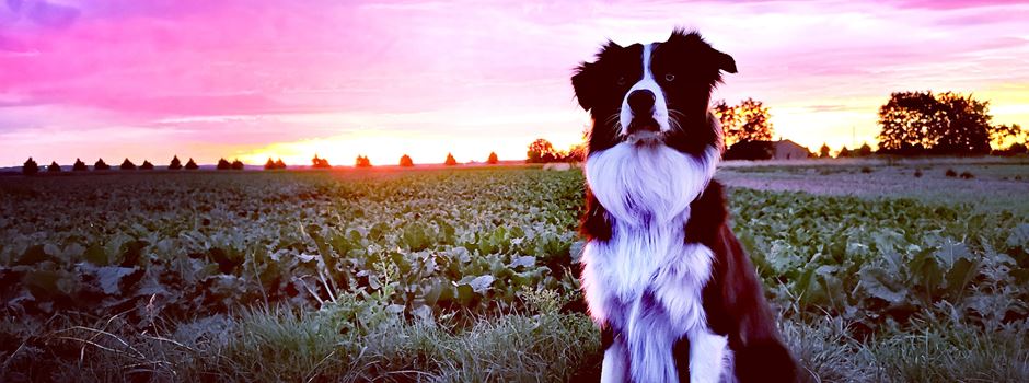Die schönsten Hundefotos aus Niederkassel