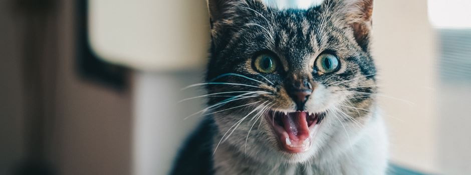 Warum haben Katzen Angst vor Gurken?