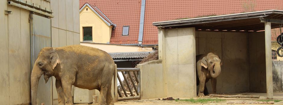 Augsburger Zoo: Elefantendame Targa verstorben