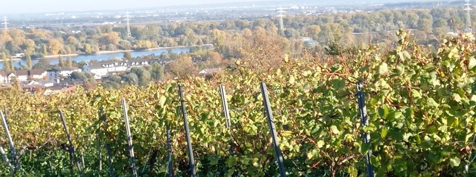 Rheinhessen-Wein: So ist der neue Jahrgang