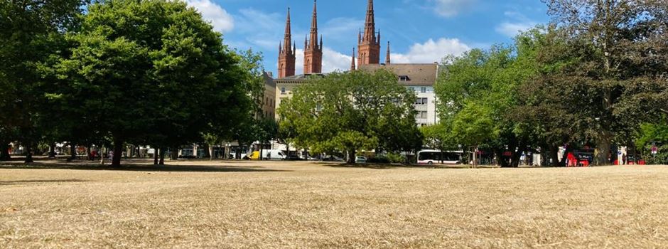 Macht Wiesbaden Schluss mit kurzem Rasen und insektenunfreundlichen Pflanzen?