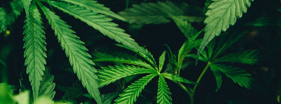 Cannabis Legalisierung – Schritte nach vorne oder zurück?
