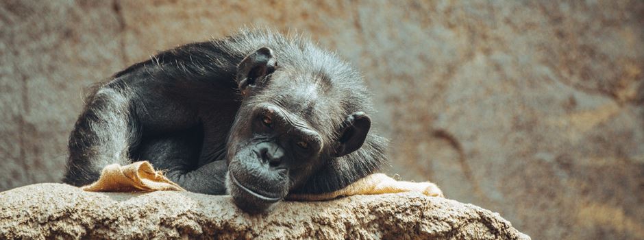 Peta zeigt Augsburger Zoo wegen tierquälerischer Haltung an