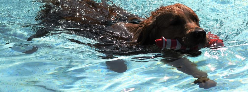 Am Sonntag dürfen Hunde wieder im Mainzer Freibad schwimmen