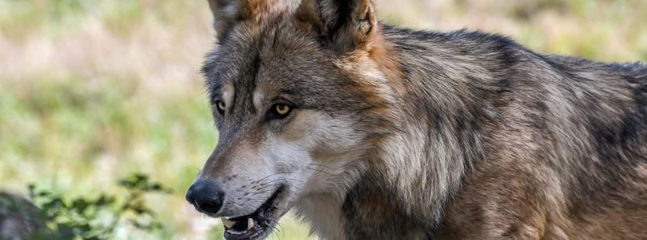 Rüdesheimer Rudel: Wolf breitet sich weiter im Rheingau aus