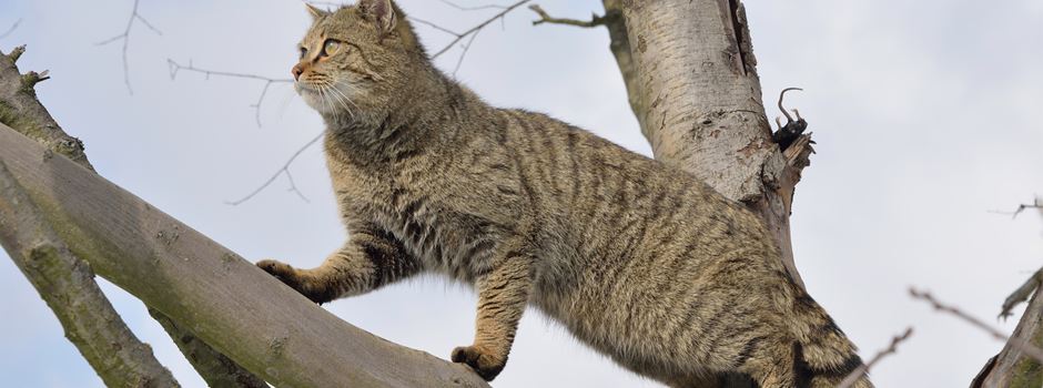 Wildkatzen nordöstlich von Bispingen: Scheue Mäusejäger kehren zurück