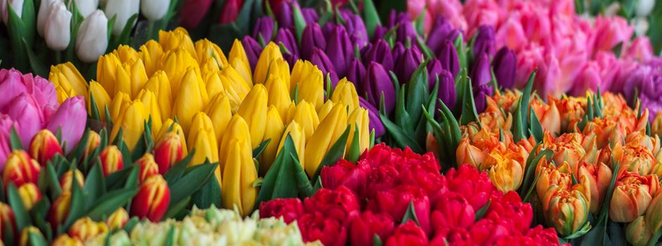 Perfekt für den Muttertag: Besondere Blumenläden in Augsburg