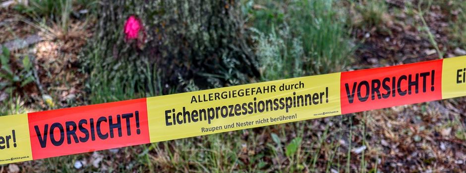 Eichenprozessionsspinner: Welche Gefahr geht von ihm in Wiesbaden aus?