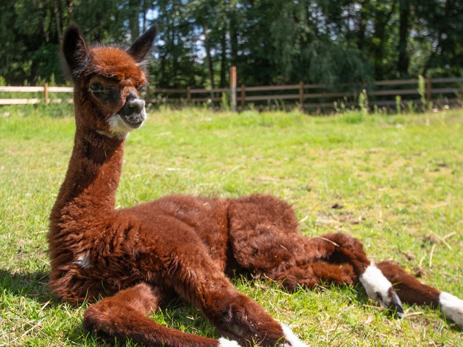 Alice und Cooper freuen sich ber Nachwuchs