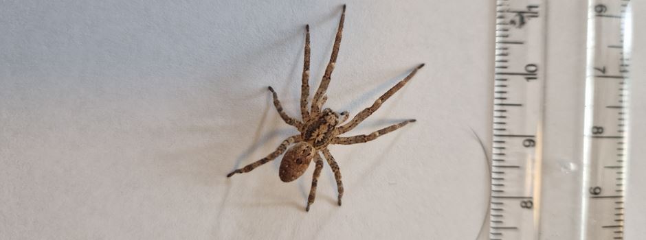 Nosferatu-Spinne in Niederkassel gesichtet: richtiges Verhalten, Fakten und mehr