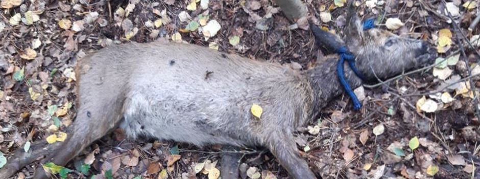 Fall geklärt: Totes Tier wurde mit Seil aus einem Teich geborgen