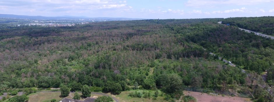Im Lennebergwald soll gebaut werden: Förster warnt vor „massiven Schäden“