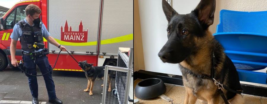 Polizei rettet Hund in Mainz vor Tierquäler