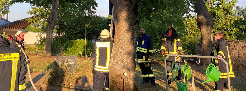 Grolsheimer Feuerwehr rettet uralte Esche auf dem Friedhof