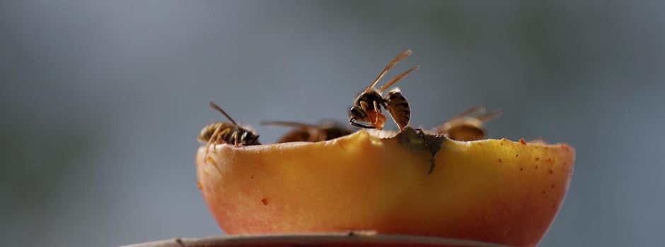 Wespen: Warum sie momentan so aktiv sind