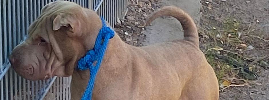 Ausgesetzt: Unbekannte binden Hund an Tierheim-Zaun an