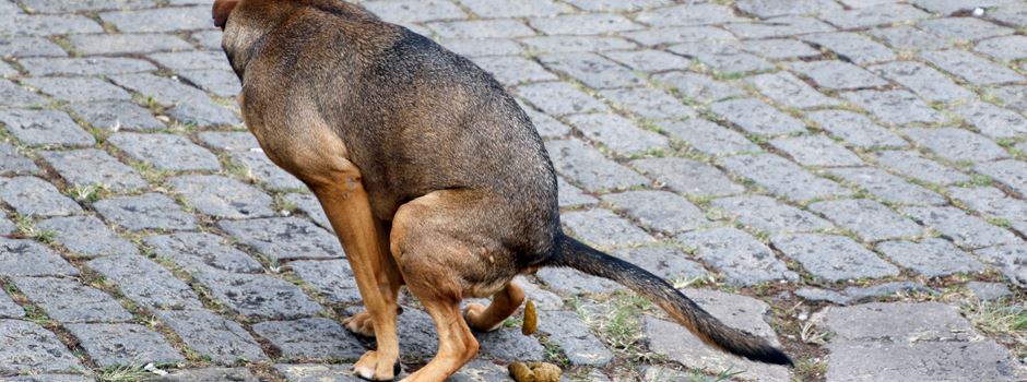 Niederkassel: Verschmutzungen im Stadtgebiet durch Hundekot