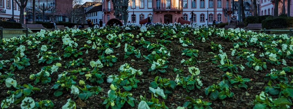 Mainzer können wieder kostenlos Stadt-Blumen mitnehmen